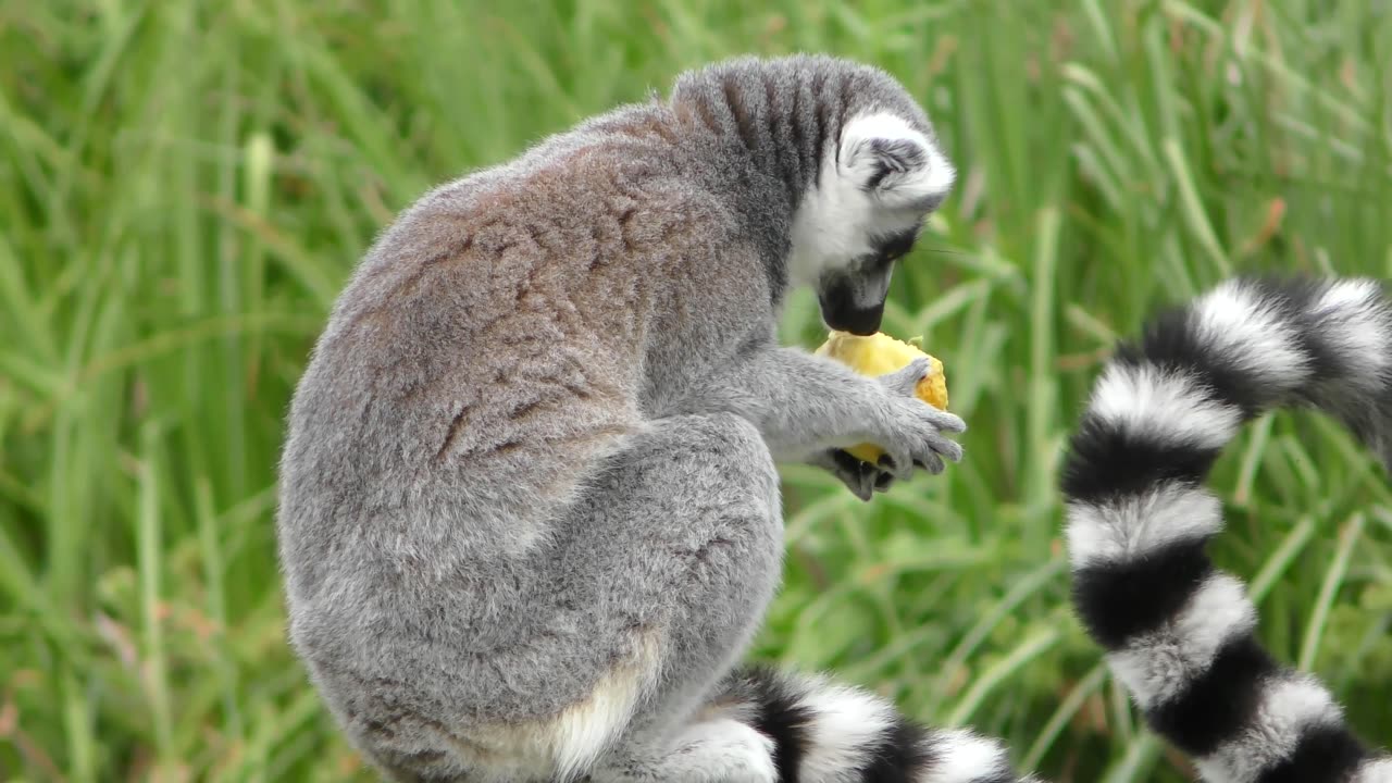 African monkey 🐒 Eating