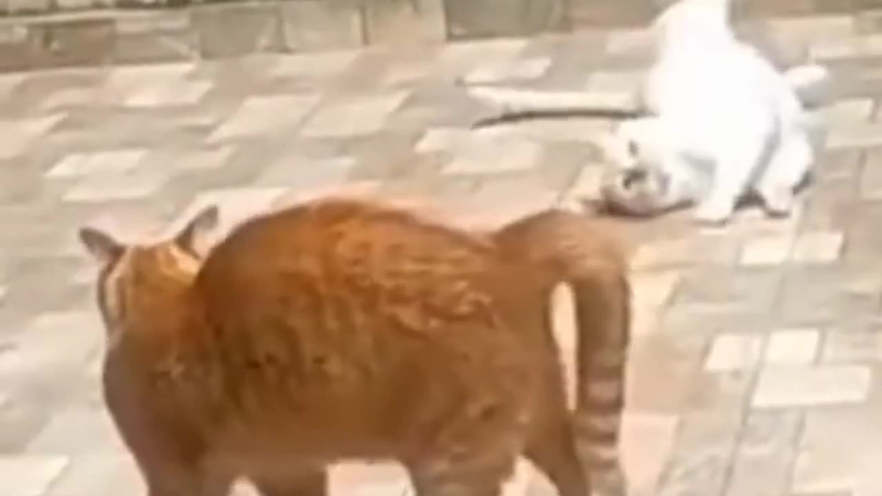 Amazing funny moment cats funny video 2023