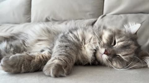 Poor Cat having a nightmare