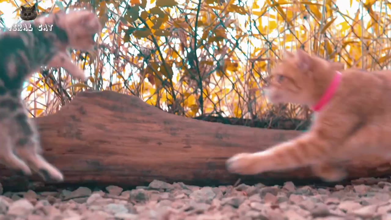 4k Quality Viral animal video