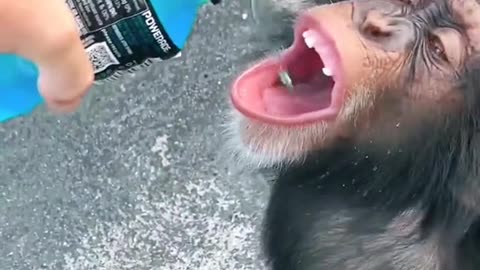 monkey Drink juice , funny monkey , funny animals