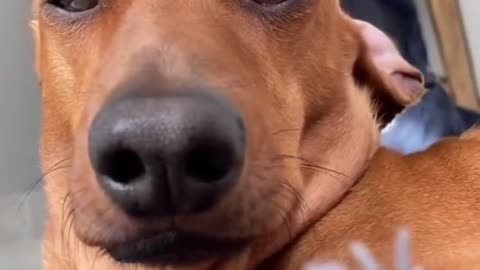 Funniest DOG Videos Ever!!