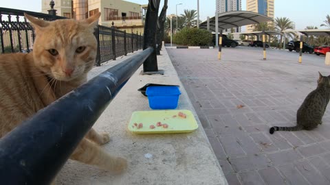 MICHAEL JACKSON & ED SHEERAN - Homeless cats in Ras Al Khaimah, UAE #cat #EdSheeran #MichaelJackson