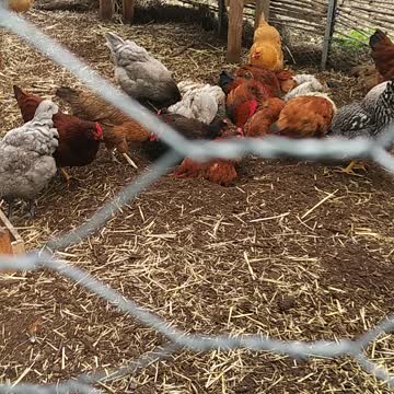 Chickens Dust Bathing