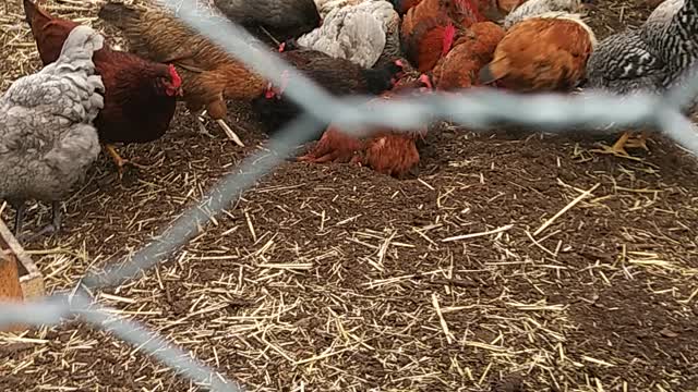 Chickens Dust Bathing