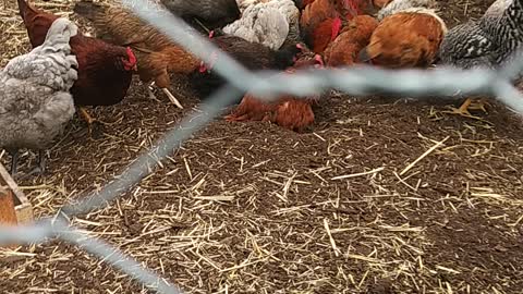 Chickens Dust Bathing