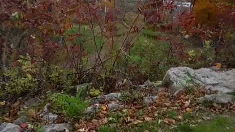 The wonderful varicolored "tapestry" of of trees looking from Rib Mountain