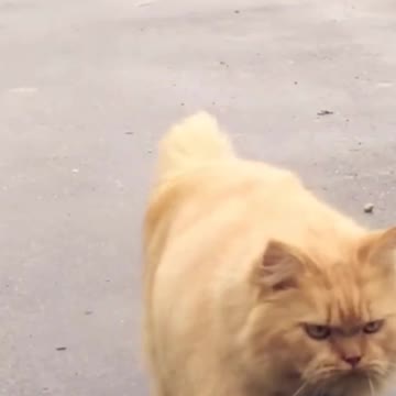 Cute and Funny Cat Videos #6