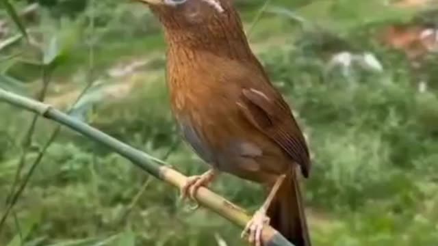 singing bird