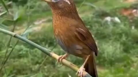 singing bird