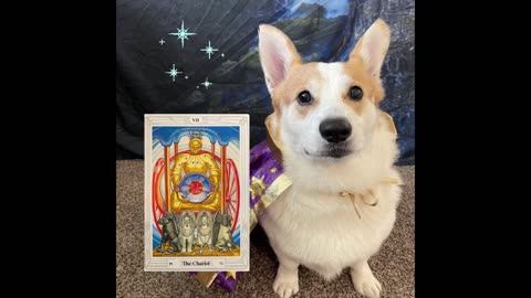 Jasper the Tarot Corgi picks a card