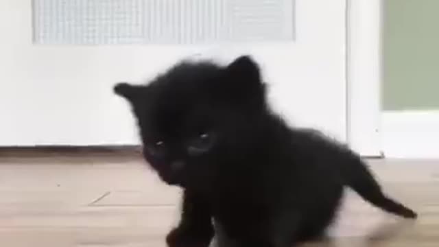 A small black cat slowly approaches a screen Why don't you like black cats