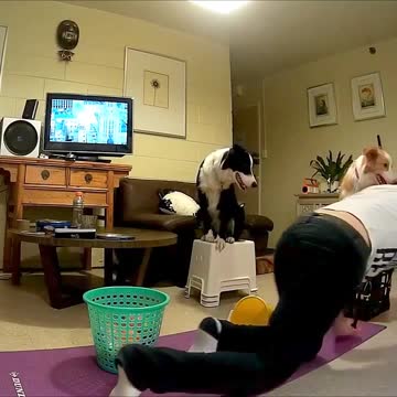 Border Collie plays with owner like a human child