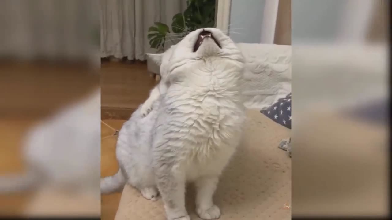 Littel Cute And Sweet Cat Playing😚😚