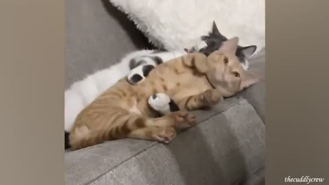 Funniest Animal Videos That Will Definitely Brighten Your Day😍