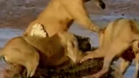 Lions attack a wild crocodile.