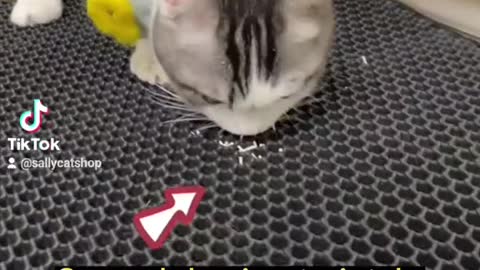 Waterproof Double Layer Cat Litter trapper.mp4