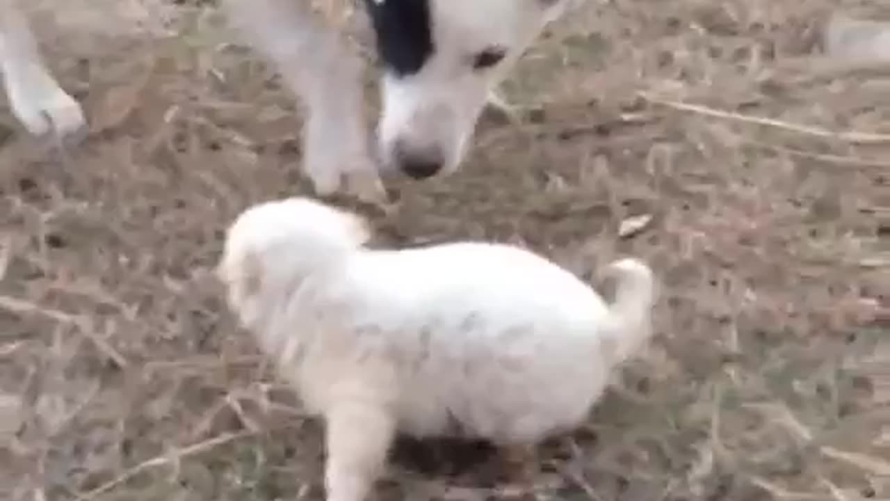 "Double Trouble: Adorable Puppies' Playtime Extravaganza"