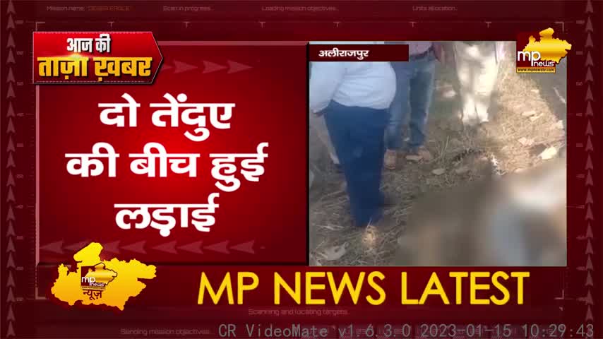 दो तेंदुए की बीच हुई लड़ाई, जंगल में मिला एक तेंदुए का शव! MP News Jobat