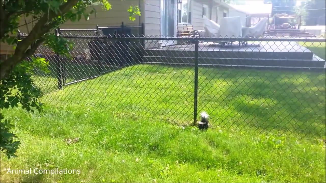 Spraying baby skunks?!- HILARIOUS compilation