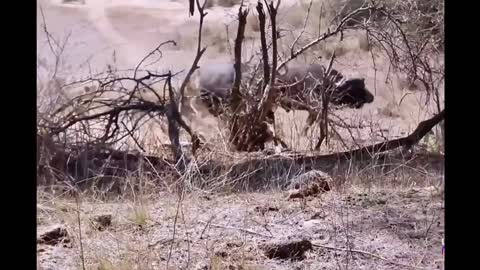 Encyclopedia of Animals-Two bisons fight with the lions