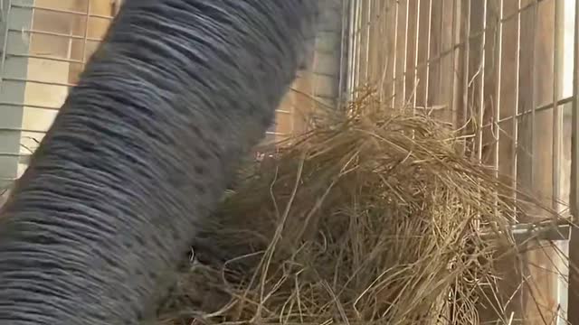 Elephant's new feeding box installed