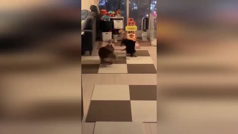 Funny Animals Compilation