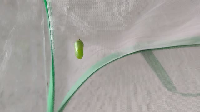 Monarch butterfly update... now to wait 🦋