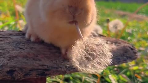 The little rabbit looks so cute when eating. Eating dandelions in circles