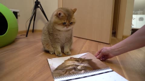 Black Friday! Hosico Calendar 2019!