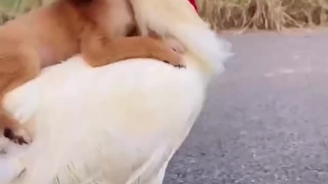 Cock Rider || cutie doggy