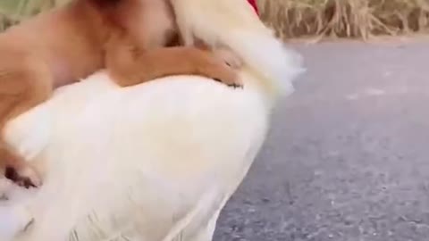 Cock Rider || cutie doggy