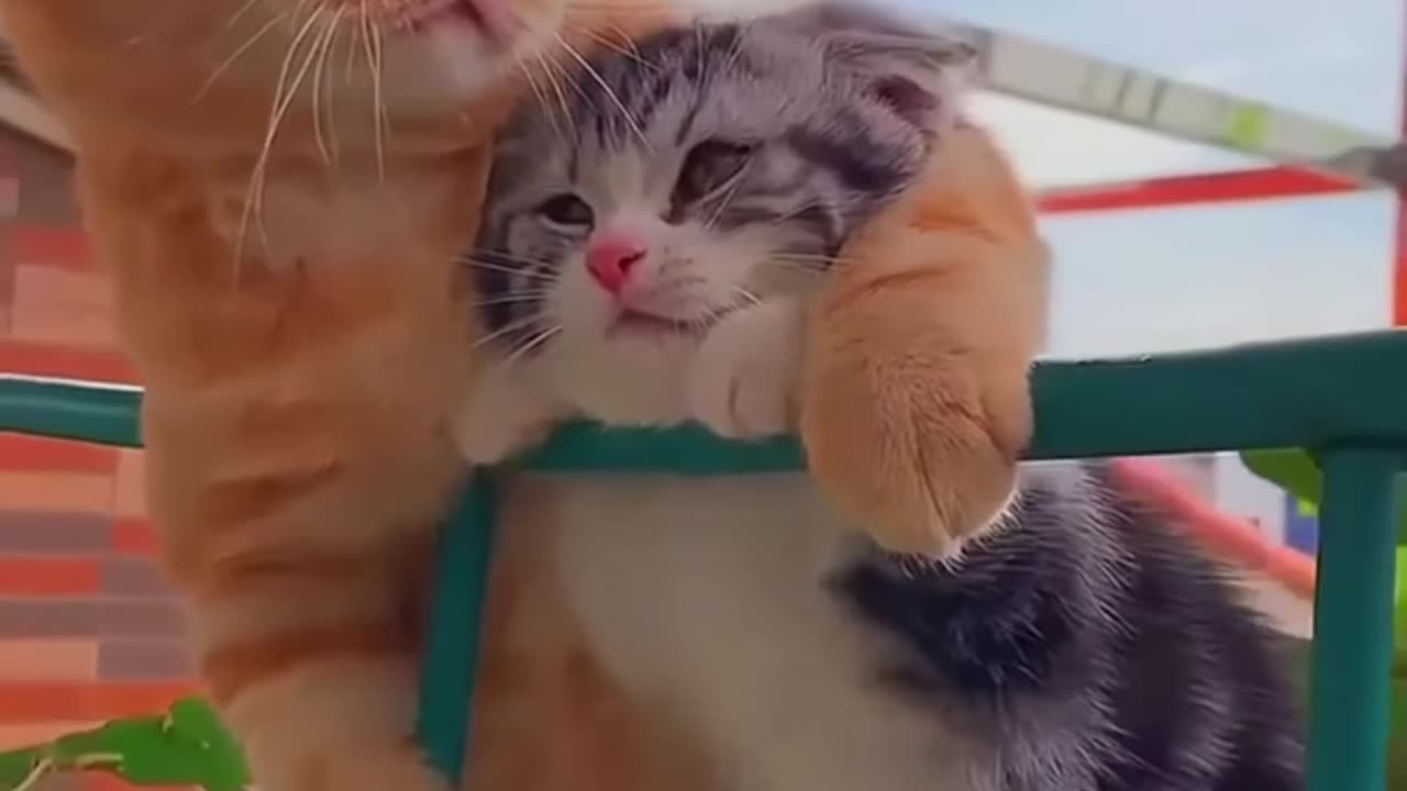 Funny Cat Video 😂