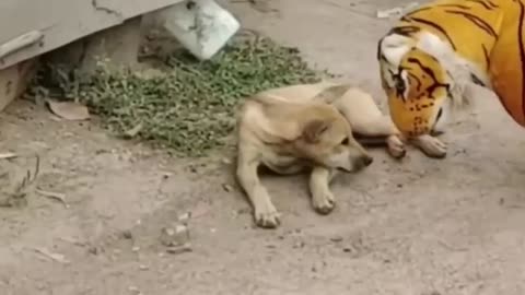 funy animal video