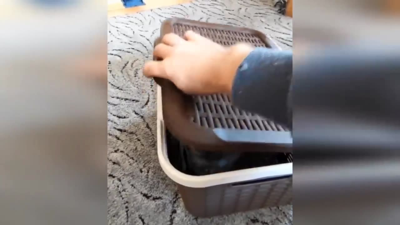 Cats and dogs very funny video 😆ðŸ¤ðŸ˜†.