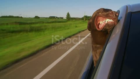 Dog in The Car