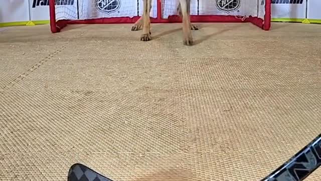 Give this dog an NHL contract