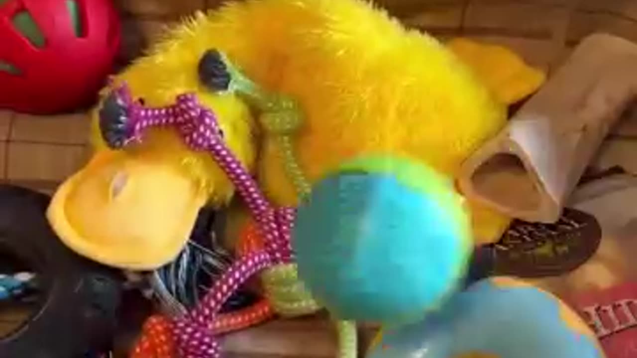 funny animal videos