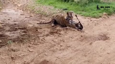 Tiger vs dog