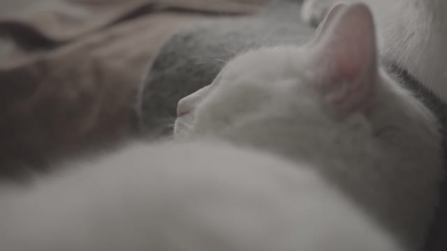 The pet white cat sleeps