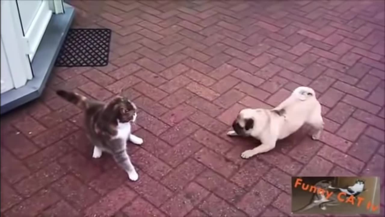 CAT MEETING DOG FOR FIRST TIME