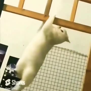 Cat Attitude.. WAIT for kattie action 😈