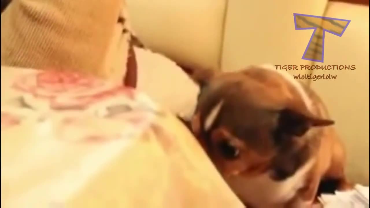 Pawsitively Adorable: The Cutest Dog Moments You'll Ever See!