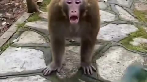 MONKEY