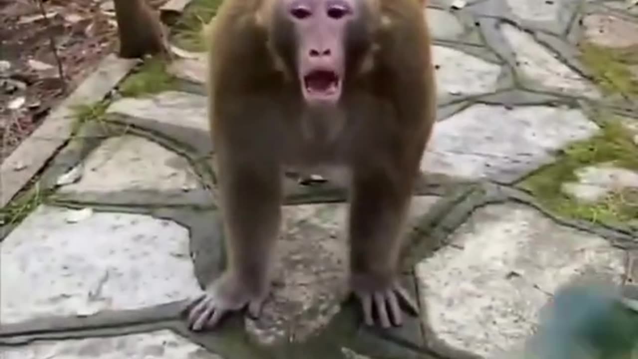 MONKEY