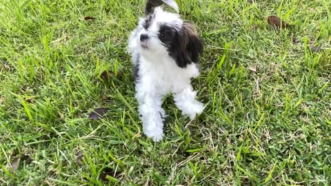 5 month old Maltese Shih-Tzu