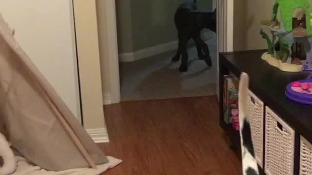 Maverick the Great Dane Puppy is Not So Brave