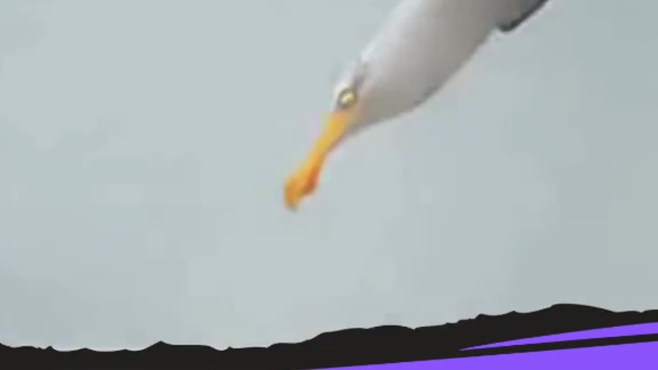Motivational Animational