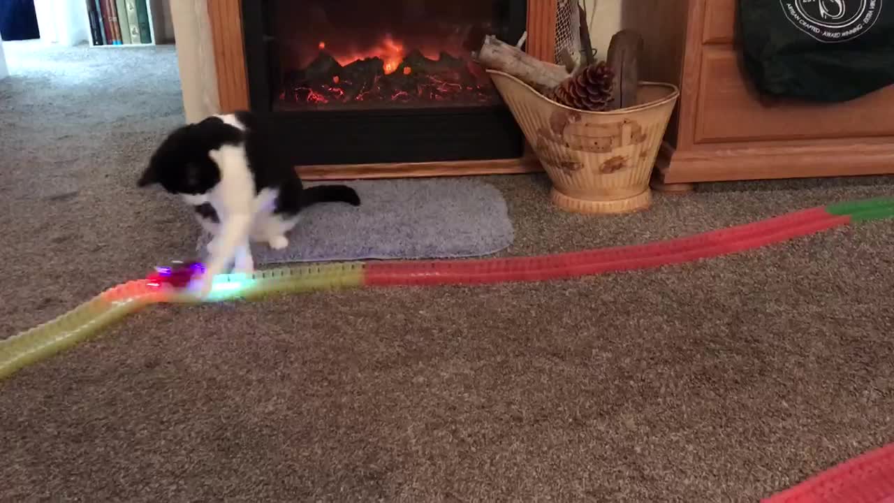 Cat Playing With A Car On A Magic Track
