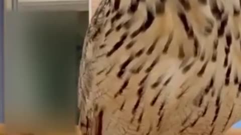 Best Funny Animal Video